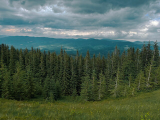 beautiful landscape in the mountains. coniferous forest, summer mountains, green grass. beautiful sky background. Carpathians, Ukraine, Europe. Beauty of nature.