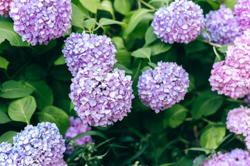 Hydrangea bush with pink,Blue and lilac flowers