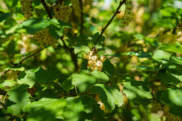 white and red Currants in a sunny Garden in Bavaria Germany