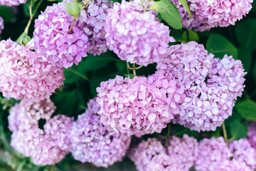 Hydrangea bush with pink,Blue and lilac flowers
