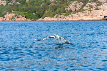 Sea gull during take off at sea.