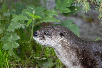 The North American river otter (Lontra canadensis) at river shore