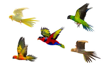 Colorful of Parrot flying isolated on transparent background png file