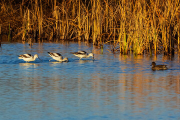 These three American Avocets are moving through the swallow water of this pond, moving their heads from side to side feeding on small creatures in the water.