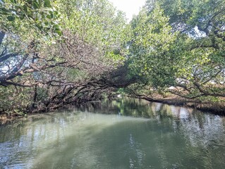 the river in the forest