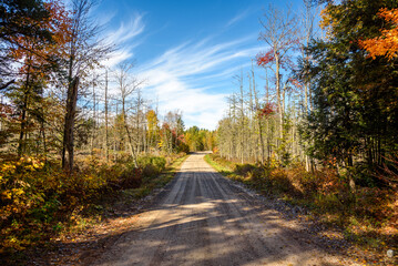 Remote unpaved road through woodland on a clear autumn day