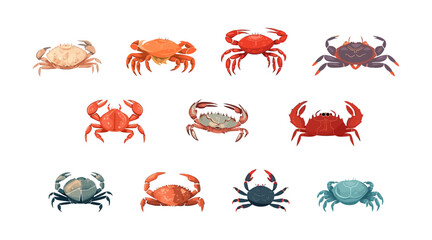 Crab set flat cartoon isolated on white background. Vector isometric  illustration