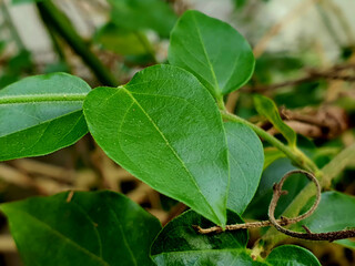 Isolated green leaf. Close up of a  vivid green leaf. 