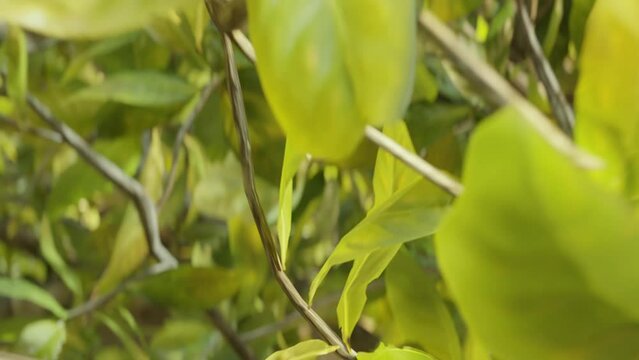 Camera moving forward through green lush foliage. Leaves close-up, macro. Crawling creature POV, point of view. Drone flight. Thick bushes, plants. Tropical forest. Defocused. Loop, looping. 