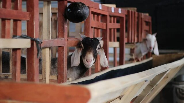A goat in a wooden cage, wide ears and black fur, has the Latin name Capra aegagrus, a traditional Indonesian farm.