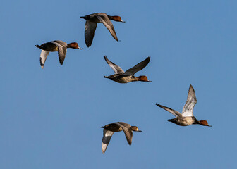 This wider shot of five Redhead ducks flying was seen at St Marks NWR.  There are four males and...