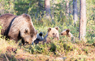 Fototapety na wymiar - Fototapeta24.pl