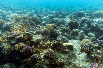 Fototapeta na wymiar View of Sharm El Sheik coral reef