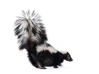 Naklejka premium Cute classic black with white stripe young skunk aka Mephitis mephitis, walking away from camera. Looking away from camera with tail high up. Isolated on a white background.