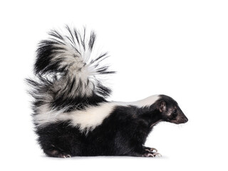 Cute classic black with white stripe young skunk aka Mephitis mephitis, standing  side ways. Looking away from camera with tail high up. Isolated on a white background.