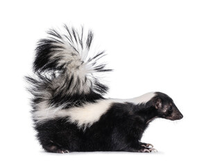 Cute classic black with white stripe young skunk aka Mephitis mephitis, standing  side ways....
