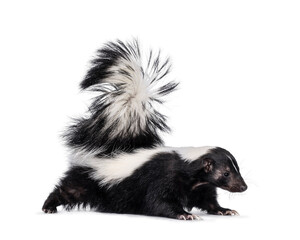 Cute classic black with white stripe young skunk aka Mephitis mephitis, walking side ways. Looking...