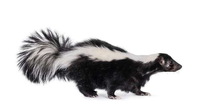 Cute classic black with white stripe young skunk aka Mephitis mephitis, standing side ways. Looking  side ways away from camera. Isolated on a white background.
