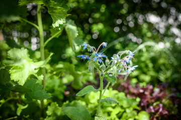 Blaue Pflanze im Garten