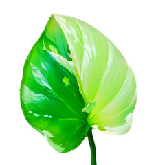 green leaf isolated on white