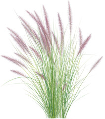 Side view of wild pampas grass