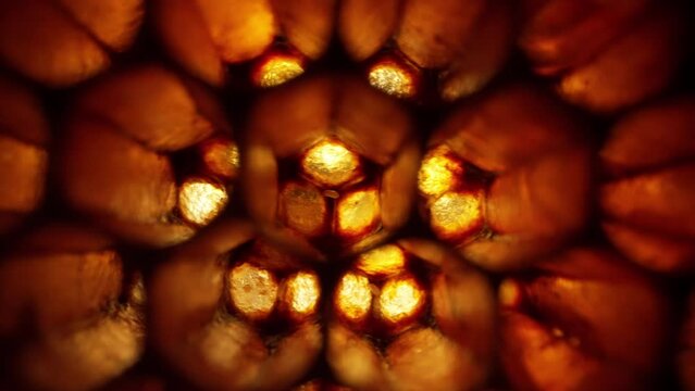 Honeycombs with bee brood. Extreme macro footage inside bees hive.Organic apiary