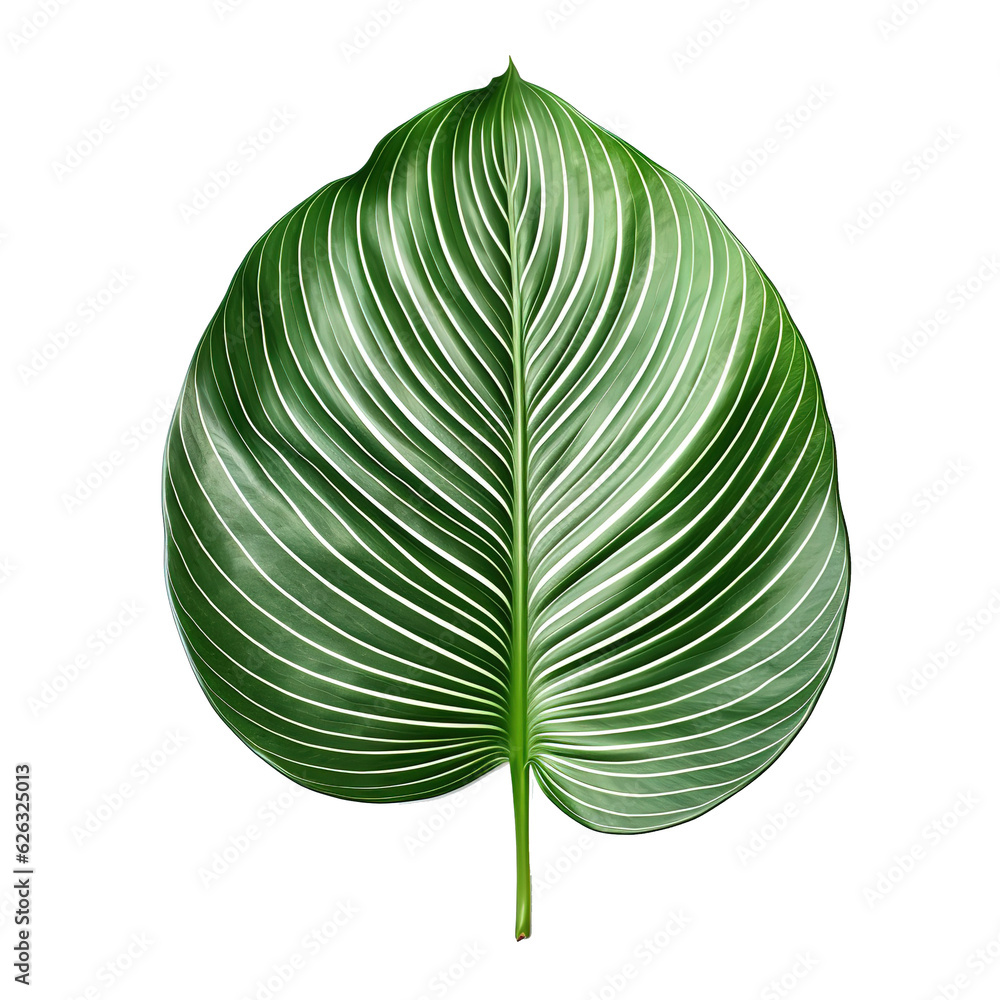 Canvas Prints Tropical Leaf