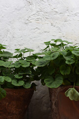 Lush potted plant oasis scene