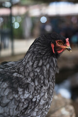 chicken with beautiful black and silver plumage