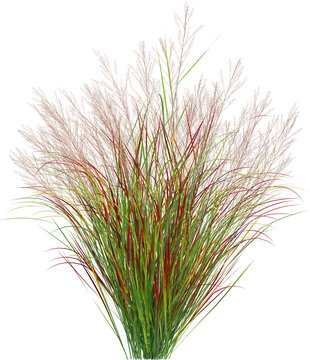 Side view of wild pampas grass