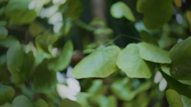 Leaves close-up, moving camera. Macro. Details of a tree. Twigs. Green botanical background. Tree foliage. Bee or flying insect point of view, POV. Branches detail. Cinematic hi quality 4k video.