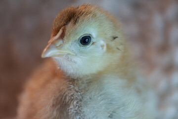 Close up portrait of a yellow baby chicken.