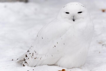 シロフクロウのポートレート