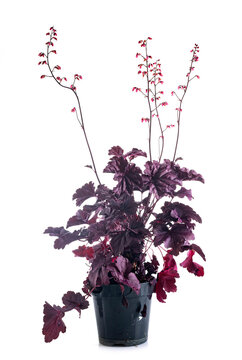 Heuchera in studio