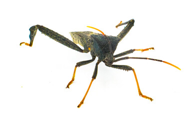 Black and red Acanthocephala terminalis is a species of leaf footed bug in the family Coreidae - orange tipped antennae isolated on white background front face view