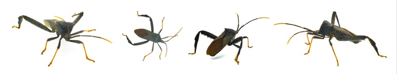 Black and red Acanthocephala terminalis is a species of leaf footed bug in the family Coreidae - orange tipped antennae isolated on white background four views