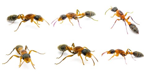 graceful, Mexican, slender or elongated twig ant - Pseudomyrmex gracilis - is a large, species native to Mexico and arid parts of the United States isolated on white background six views