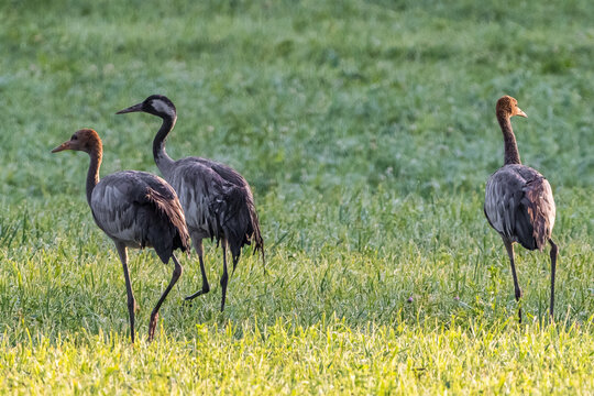 three cranes birds in early morning searching for food in Latvia, Baltic states