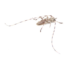 round head or Roundheaded Wood borer - Acanthocinus obsoletus - is a species of longhorn beetle with long antennae of the subfamily Lamiinae. isolated on white background top rear view