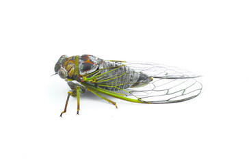 Olympic Scrub Cicada - Diceroprocta olympusa - Has the most extensive distribution of any cicada in Florida isolated on white background side profile view