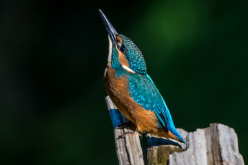 Kingisher bird looking up, head tilted upwards
