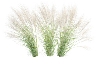 Side view of wild pampas grass