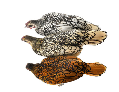 Sebright chicken in studio