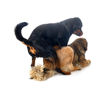  Leonberger and rottweiler in studio