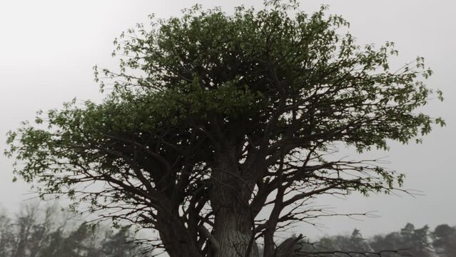 Giant epic old tree in the forest. Monumental, symbolic tree. Mythological tree of life or tree of knowledge concept. Cinematic shot. Conceptual video. Overcast sky. Ecology and environment concepts.