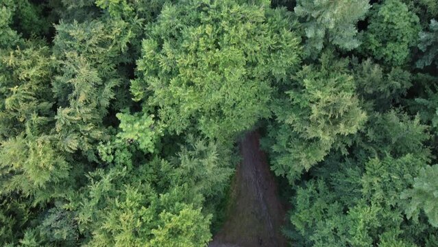 Forest background videos