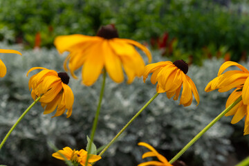 yellow flowers 