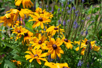 yellow rudbeckia flowers in a bright sunny garden