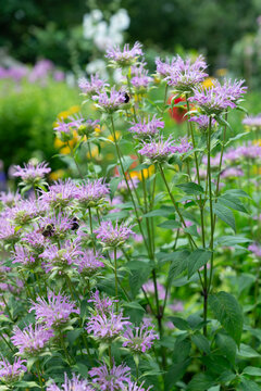 pink monarda flowers in the garden