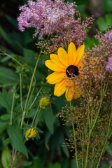 yellow rudbeckia flower partly hidden by pink astilbe in the garden